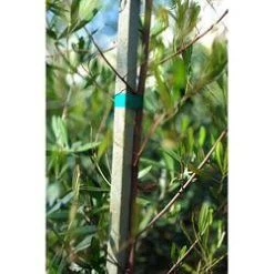 1/2-Inch X 150-Foot Green Plastic Garden Tie Tape