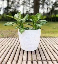 12.6-Inch White Resin Amsterdan Planter