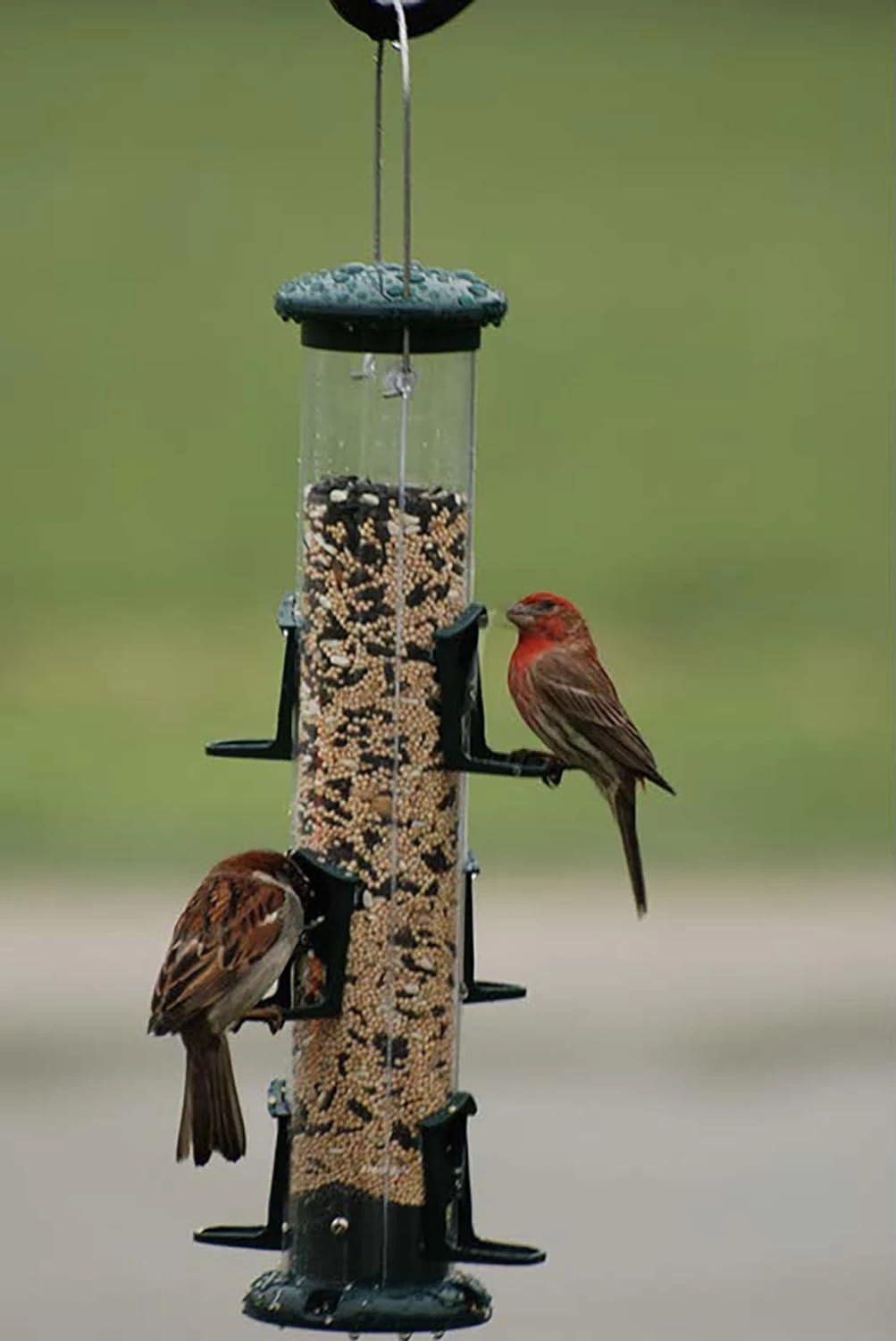 Audubon Green Plastic 6-Port Tube Bird Feeder - Image 4
