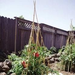 60-Inch Bamboo Teepee Trellis