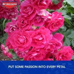 NutriOne 33.8-Ounce Liquid All-Purpose Plant Food Concentrate