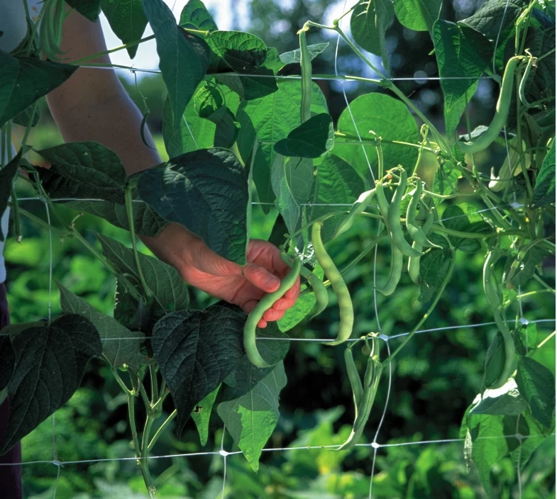 Trellis Netting Clear 6.5 Ft X12 Ft - Image 4